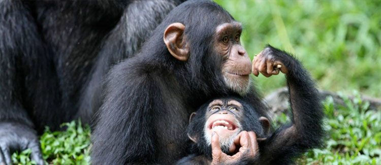 Chimpanzees