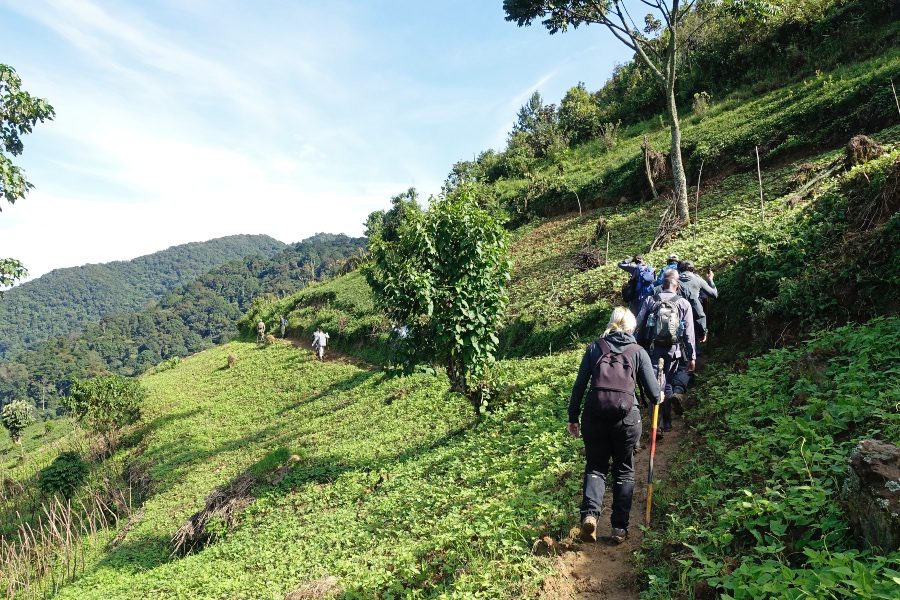 Gorilla tracking bwindi