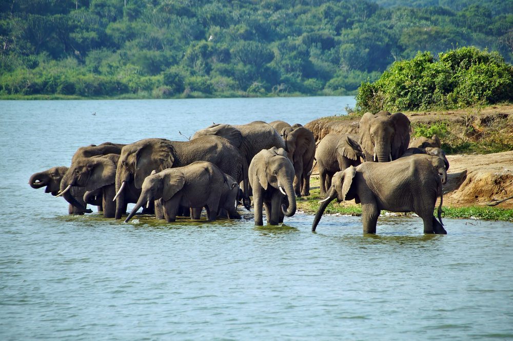 Elephants at Queen Elizabeth national park