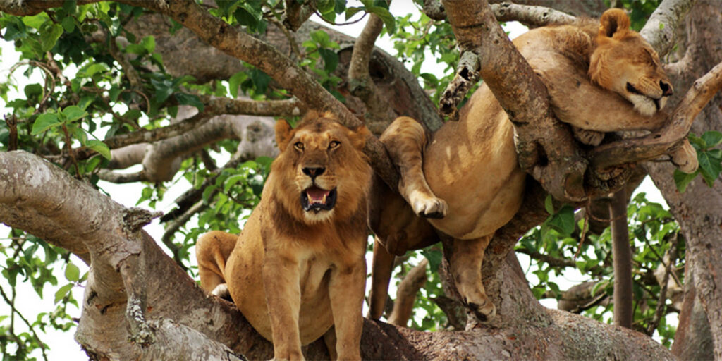 Tree climbing lions at Queen Elizabeth national Park