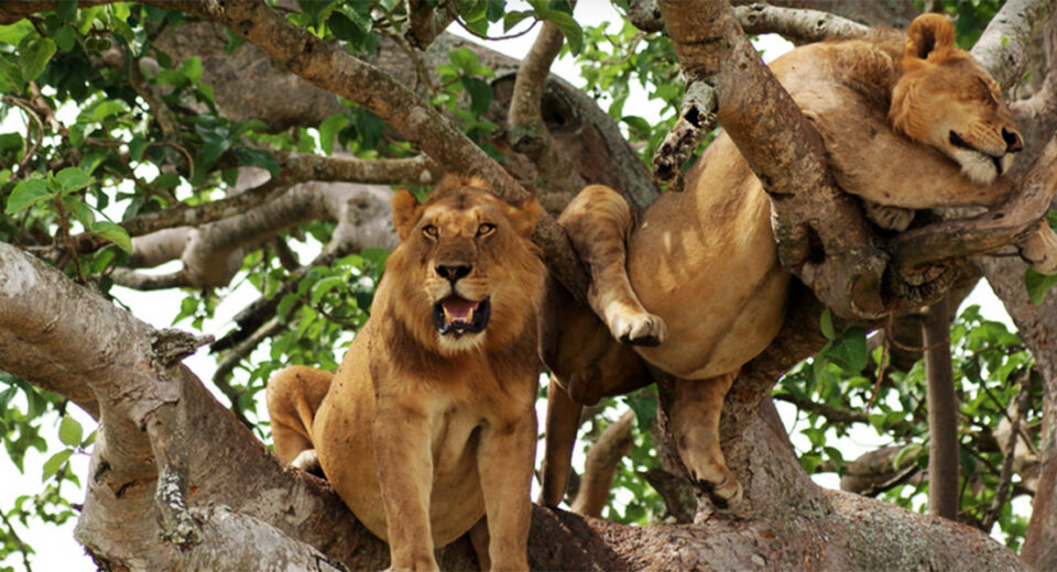 Tree-Climbing-Lions-Queen-elizabeth-national-park