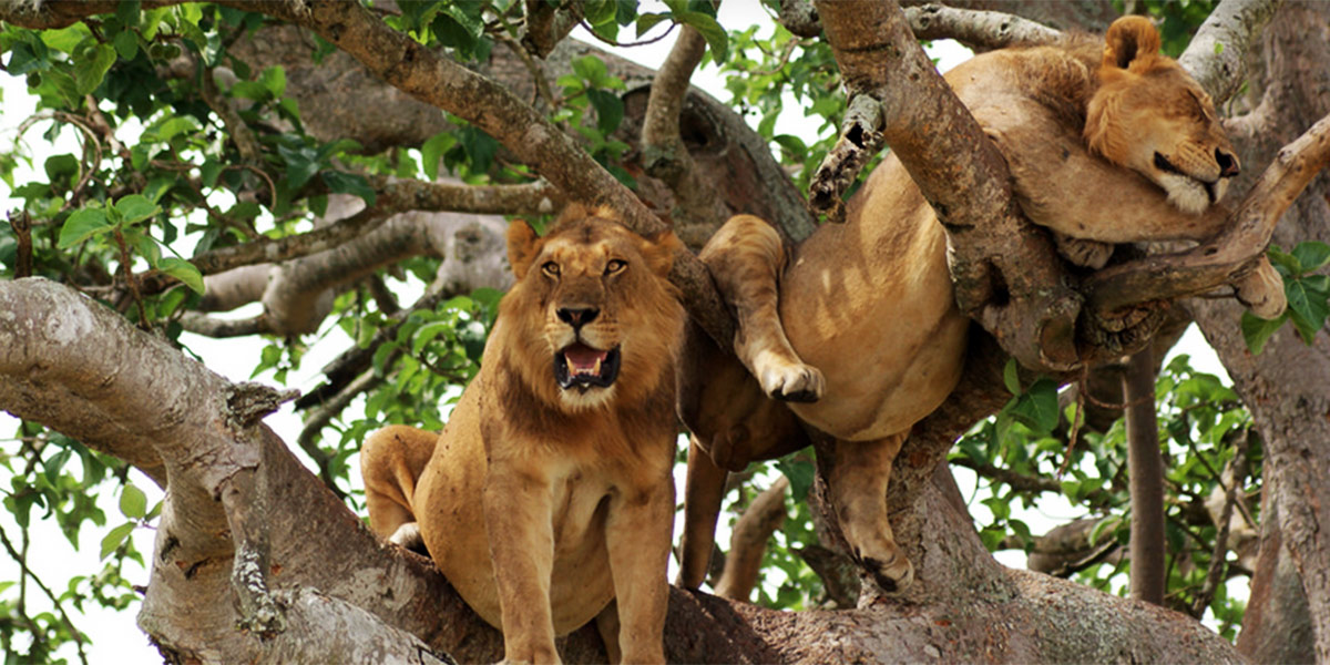 Tree-Climbing-Lions-Queen-elizabeth-national-park