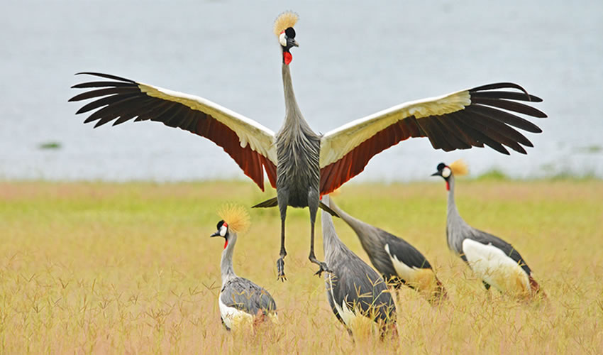 Uganda-Crested Cranes