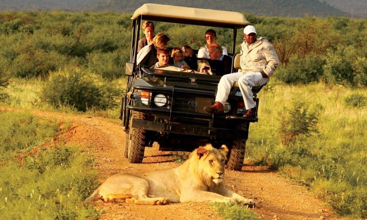 An evening game drive 