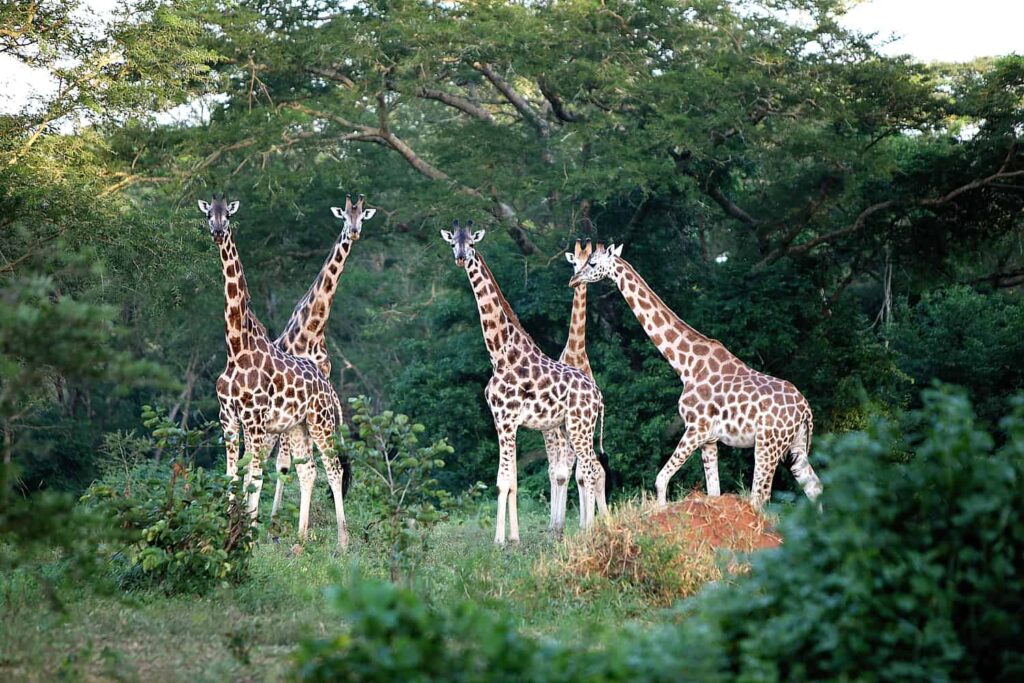 Giraffes at Murchison Falls National Park
