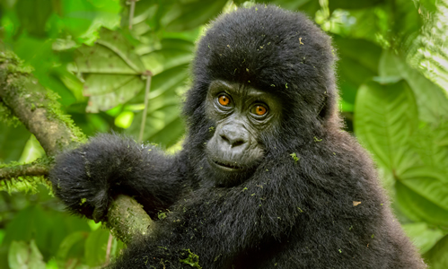 A baby gorilla stares on