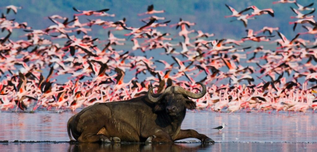 Flamingos at Queen Elizabeth National Park