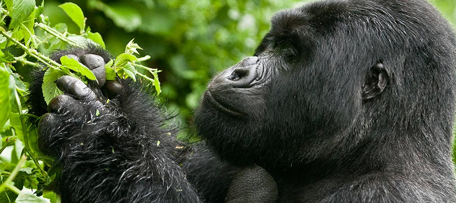 Mountain Gorilla Uganda