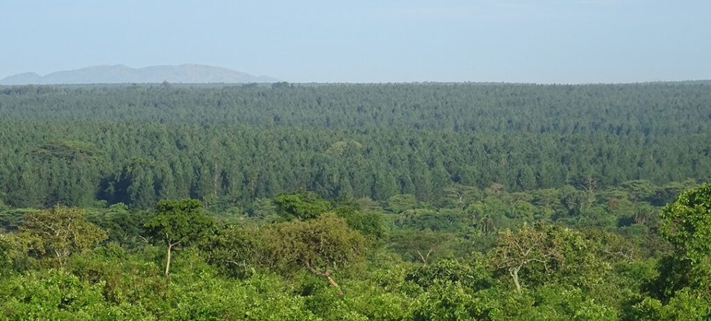 A forest of trees