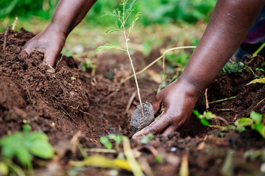 Tree planting