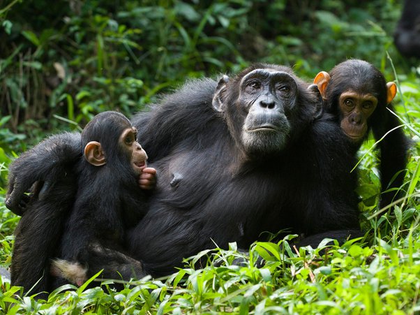 Chimpanzees in the Wild