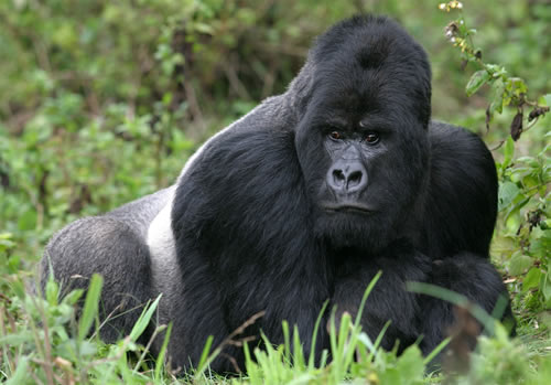 Mountain Gorillas 