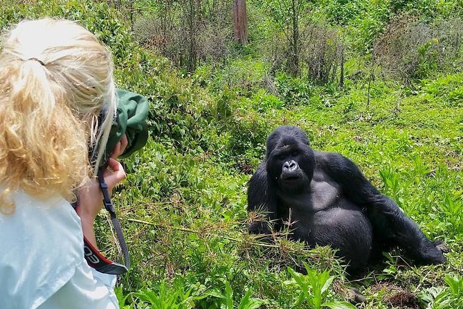 Tourist takes photo of a gorilla