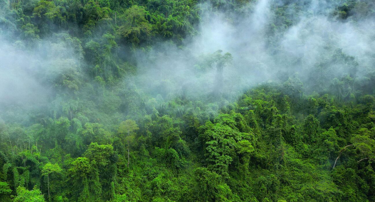 Misty green forest