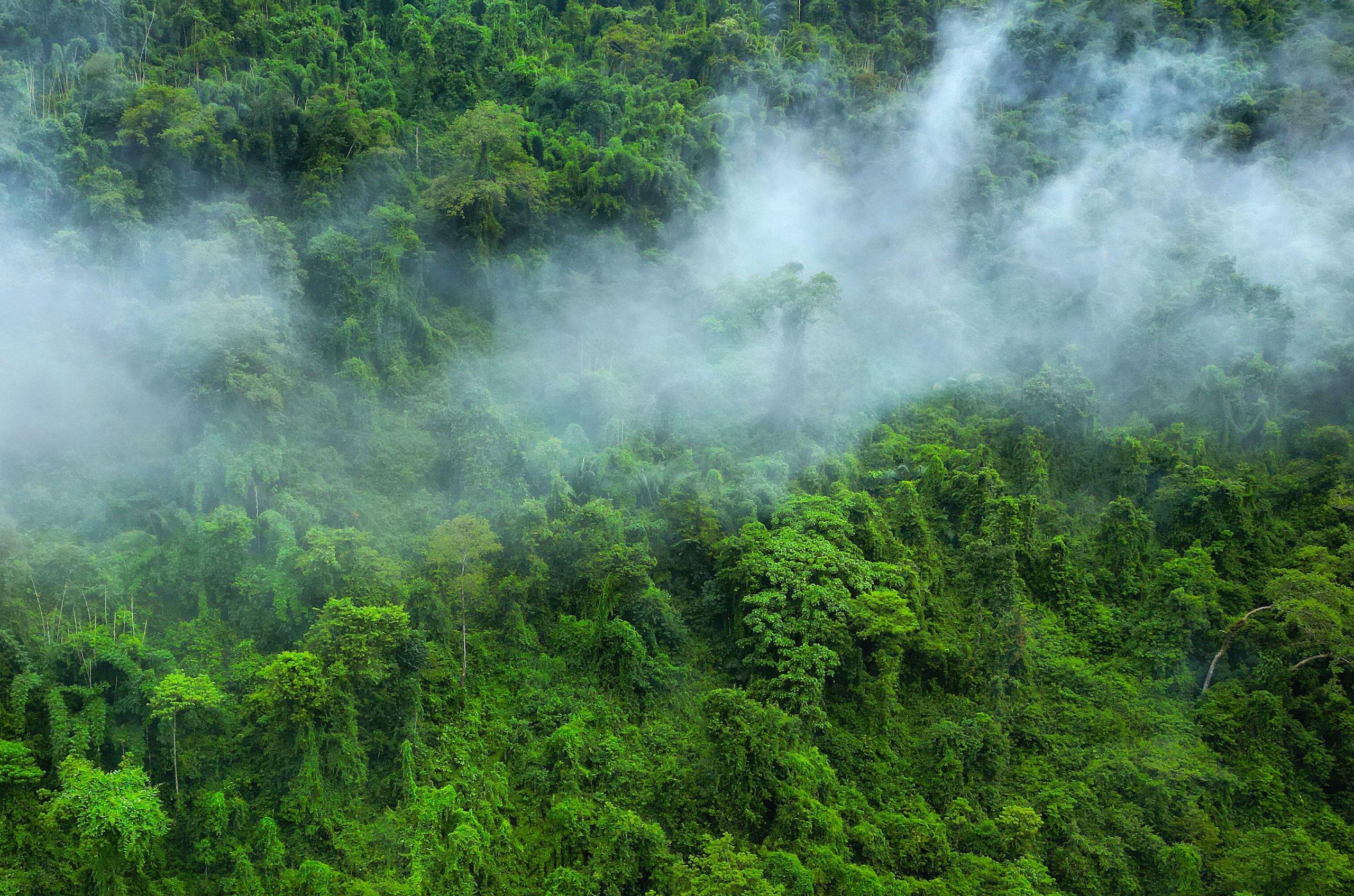 Misty green forest