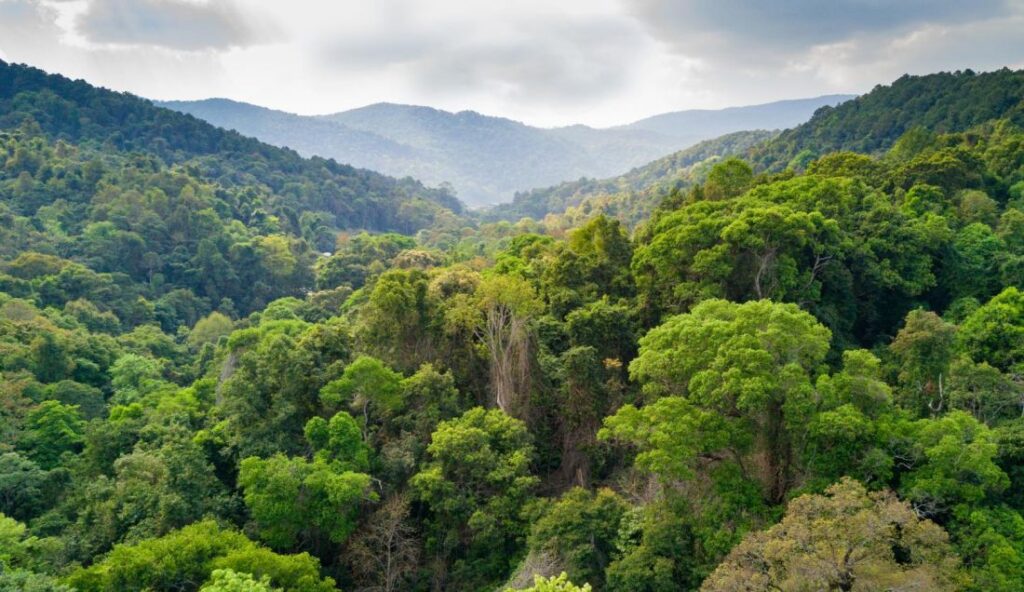 Green Forest