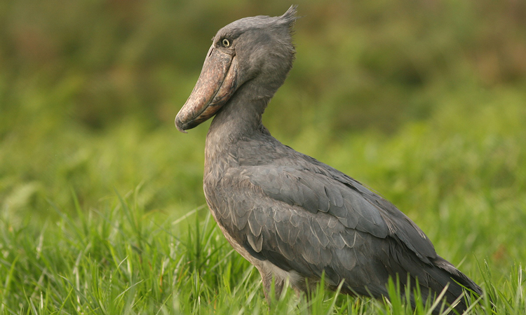 Shoebill