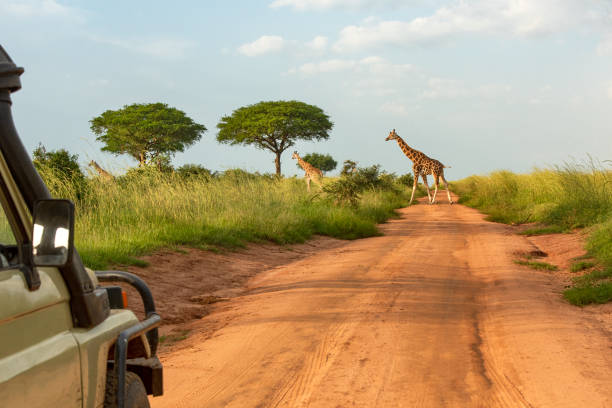 Safari vehicle is waiting on a dirt road for a herd of Rothschild's giraffes