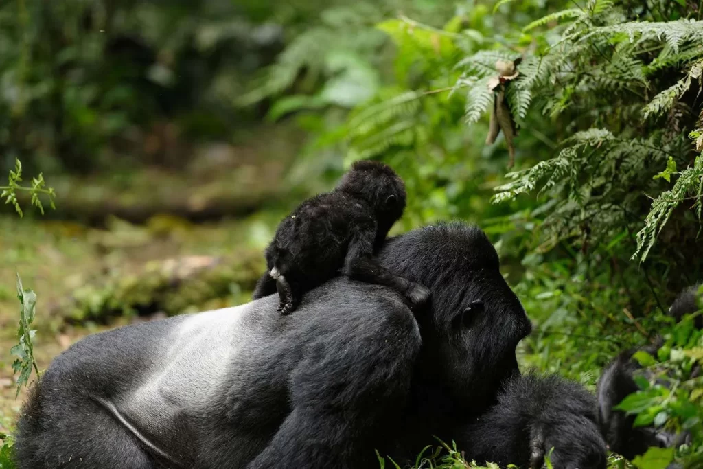 uganda-gorilla-baby-birth4