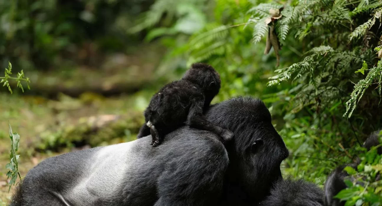 uganda-gorilla-baby-birth4