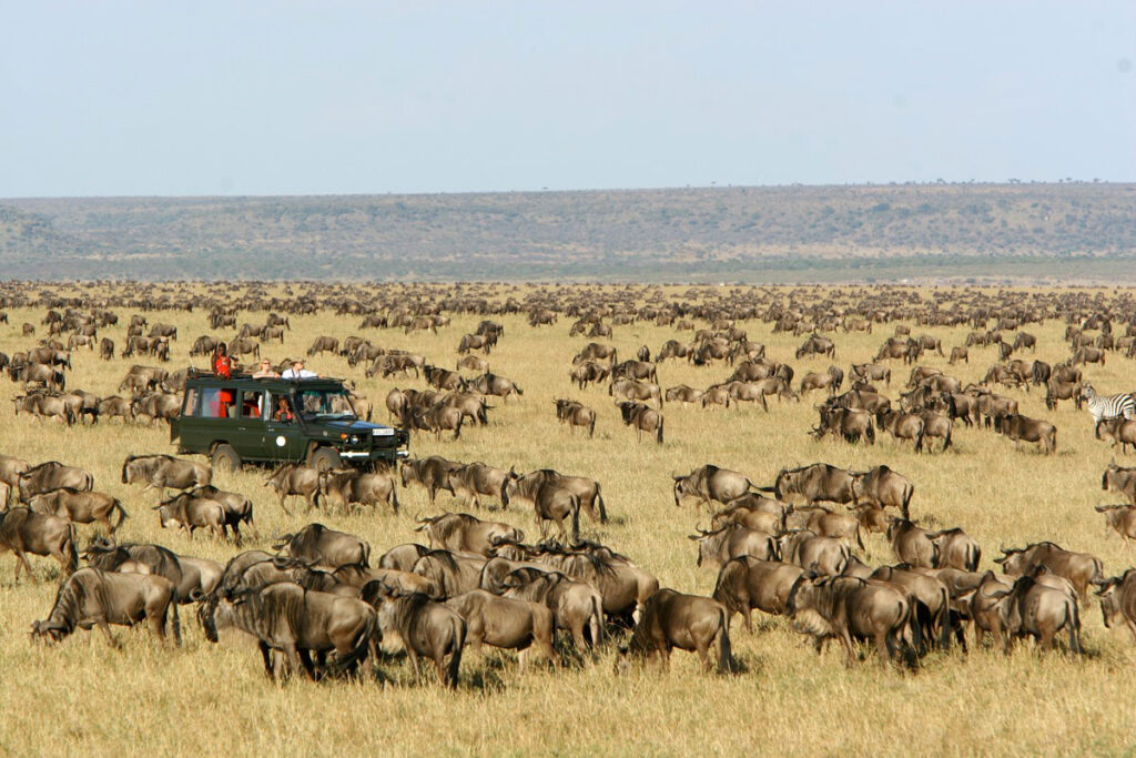 the great migration - Masai Mara, Kenya