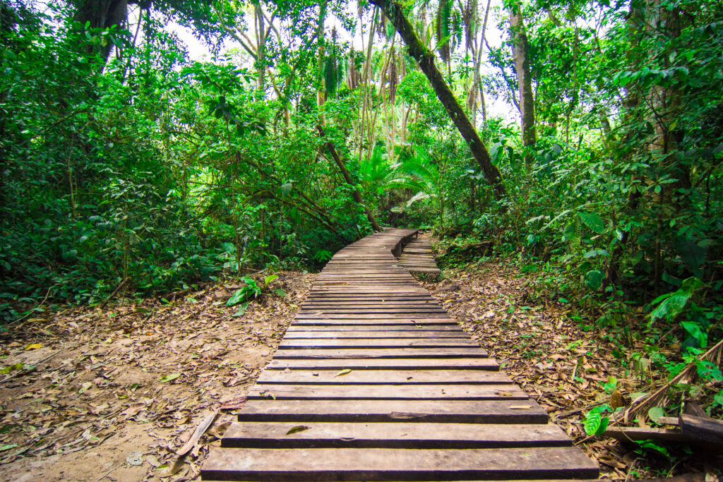 forest - uganda