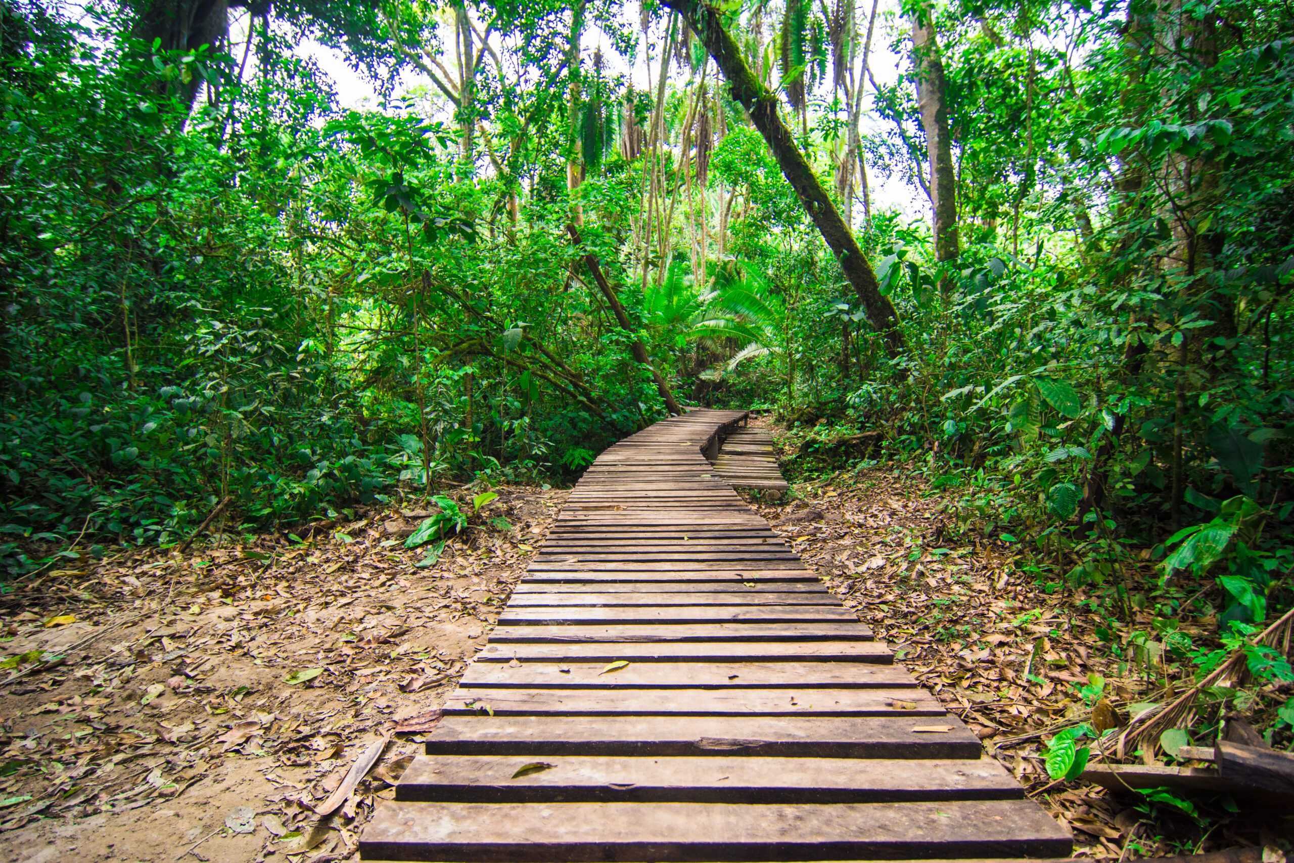 forest - uganda