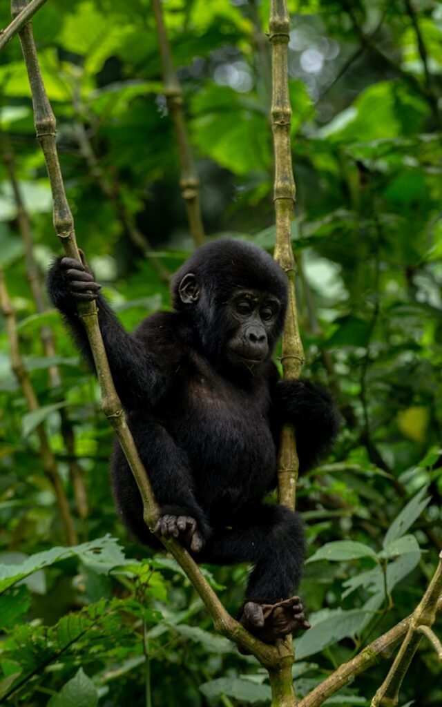 Bwindi Gorilla