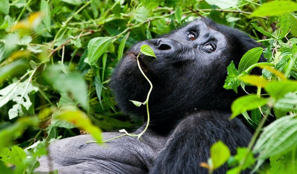 Mountain-Gorilla-in-Bwindi_