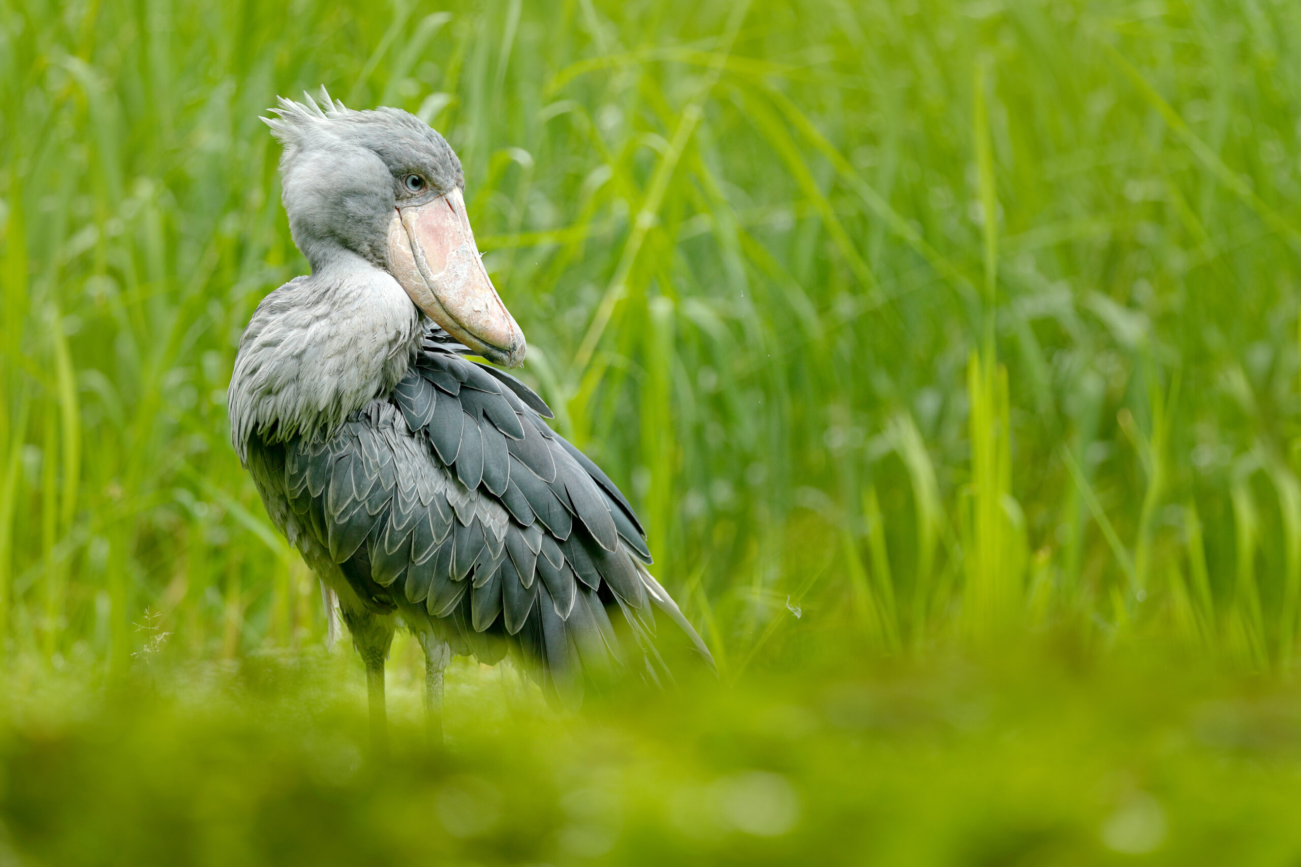 Shoebill