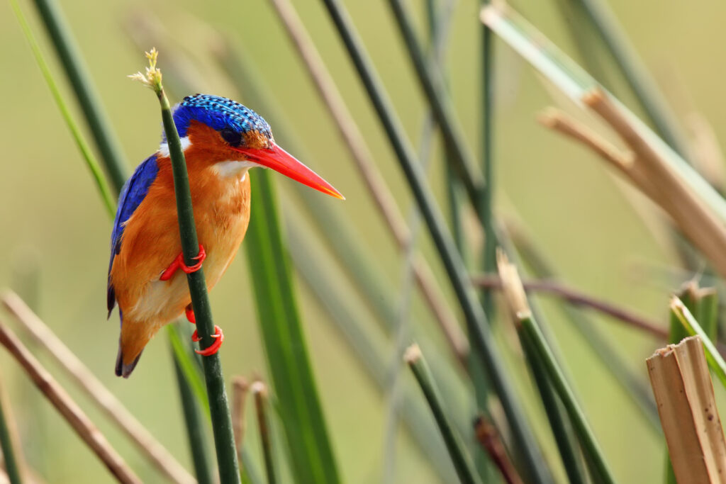 The malachite kingfisher
