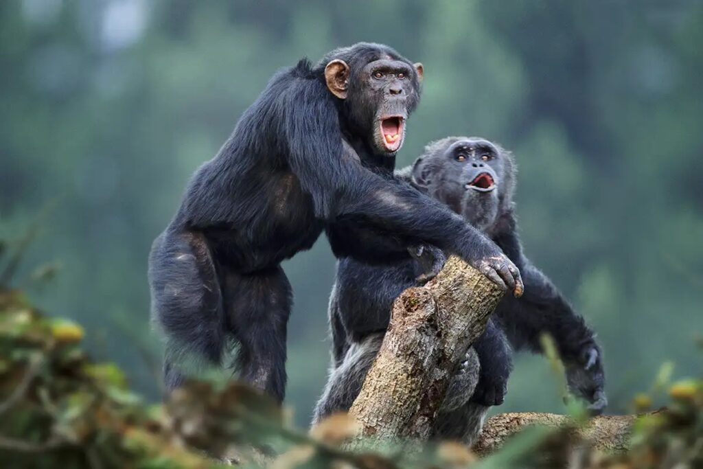 chimpanzee uganda