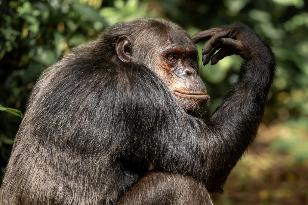 Chimpanzee