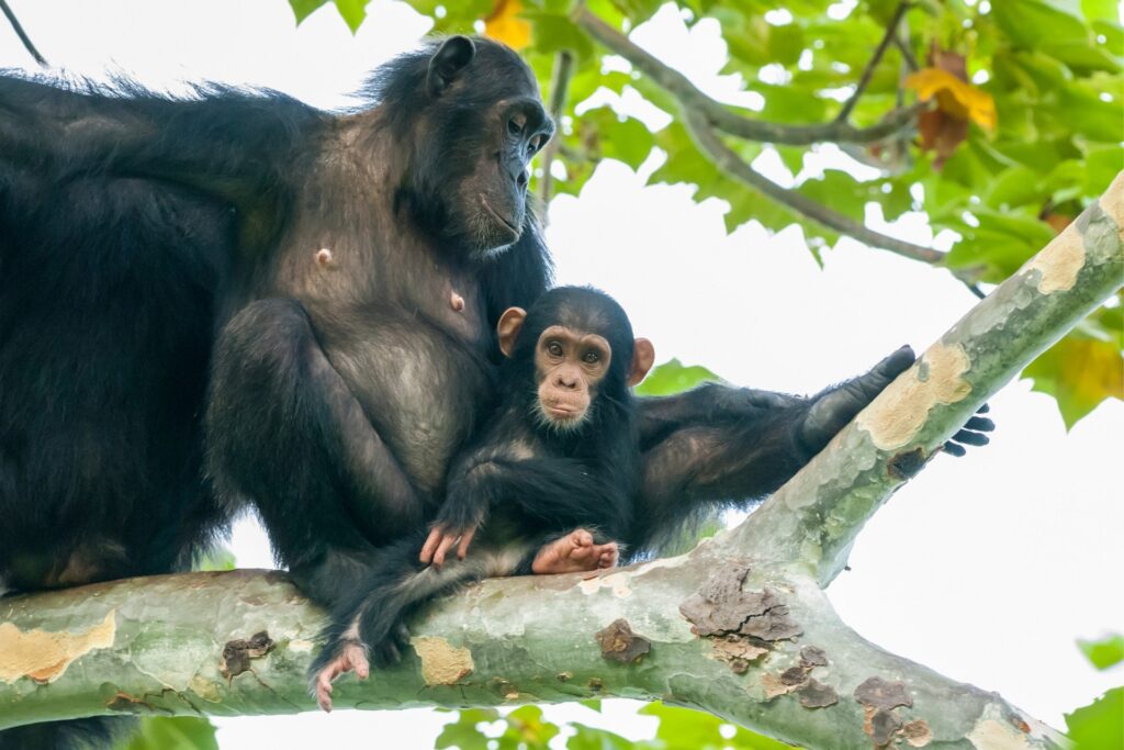 Chimpanzee