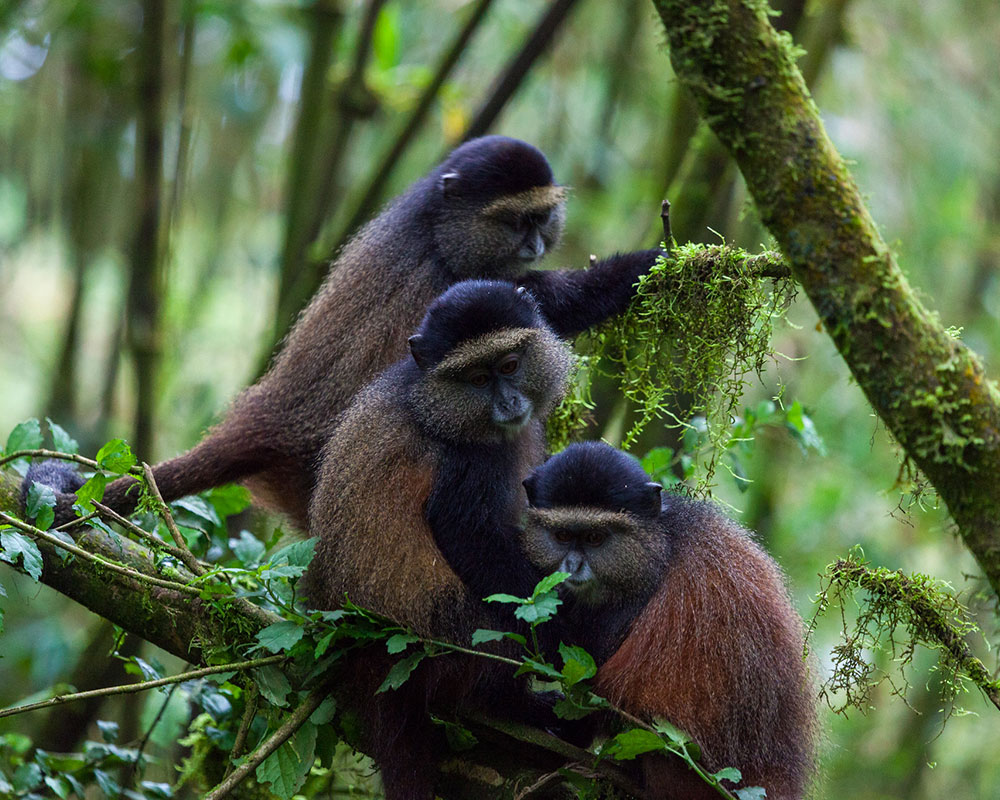 Golden-monkey-1echuya
