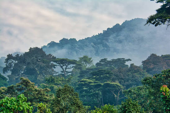 echuya forest